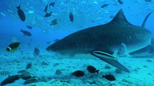 Image All the Sharks 1