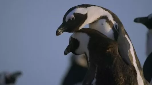 Image Colonia Pinguinos (Penguin Town) 2